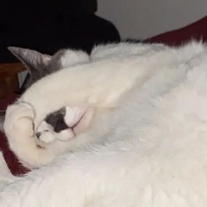 Meet your Posher, Cassidy